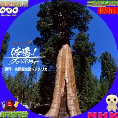 体感グレートネイチャー　世界一の巨樹の森　アメリカ
