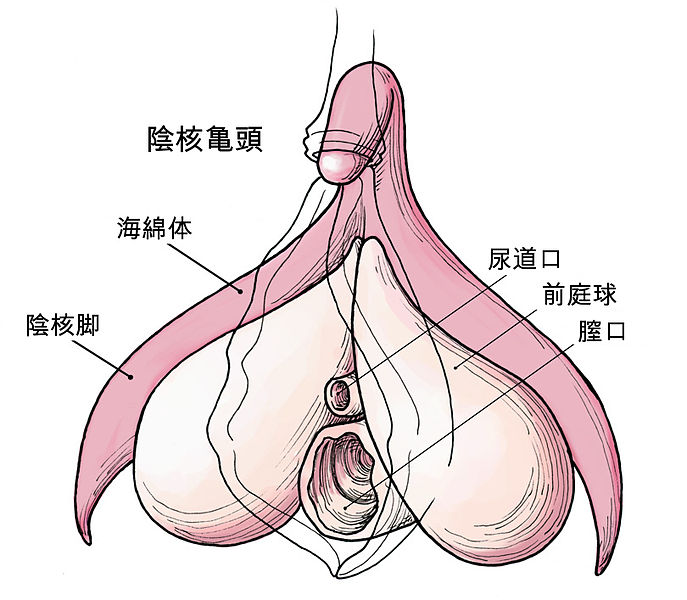 687px-Clitoris_anatomy_labeled-ja.jpg